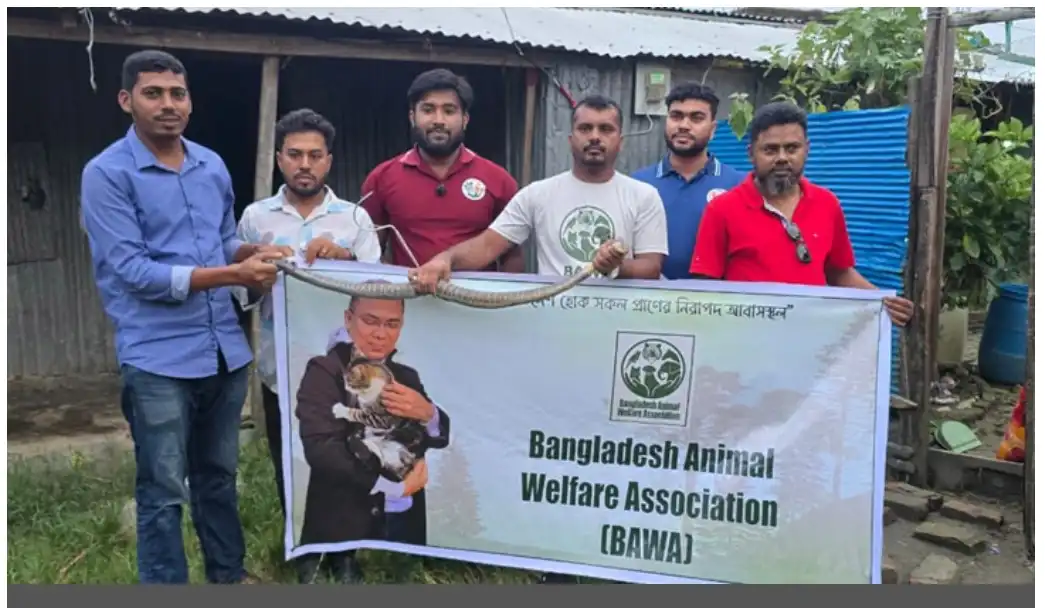 কুয়াকাটায় বসতবাড়ি থেকে ৪ ফুট লম্বা বিষধর পদ্ম গোখরা উদ্ধার