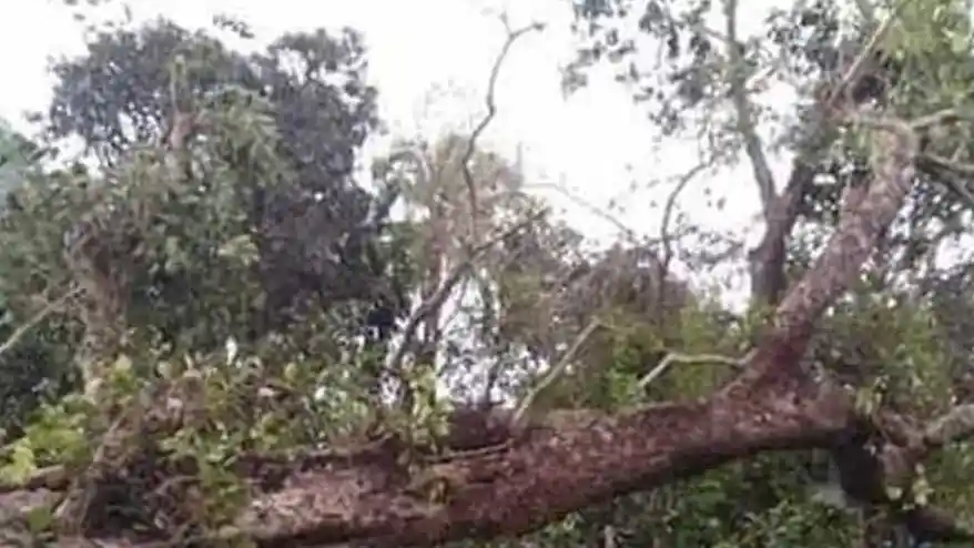 জামালপুরে কালবৈশাখী ঝড়ে বসতবাড়ির ওপর গাছ পড়ে মা-মেয়েসহ নিহত ৩